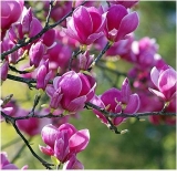 Magnolija crni tulipan (crni tulipan): otpornost na mraz, fotografi...